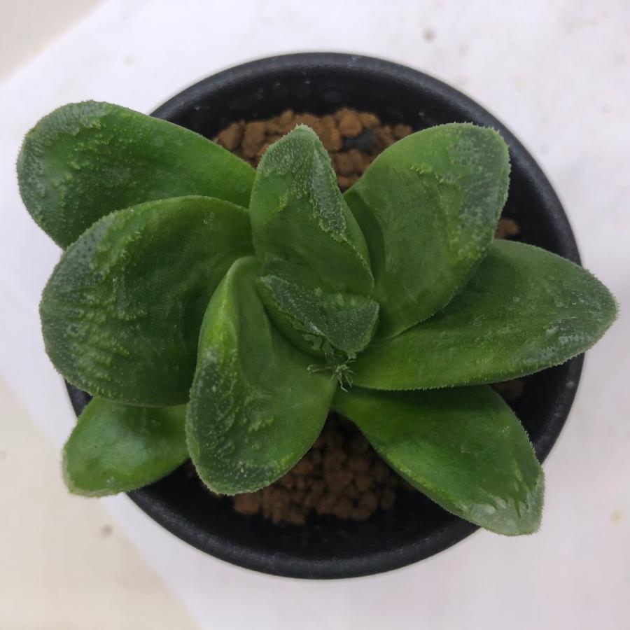 多肉植物：ハオルチア ローブ グリーン*S 幅7cm : 遊恵盆栽 Yahoo!店