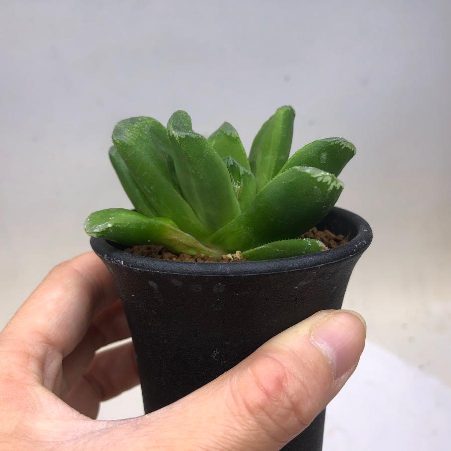 多肉植物：ハオルチア ローブ グリーン*S 幅7cm : 遊恵盆栽 Yahoo!店