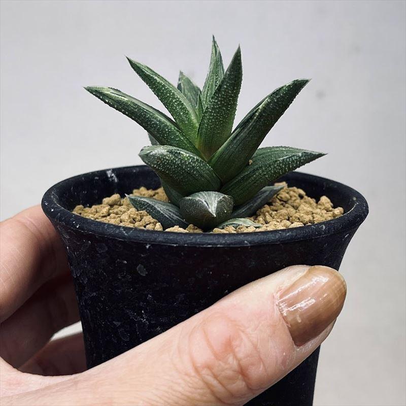 多肉植物:ハオルチア 蛍雪の松錦*S 幅4cm : 遊恵盆栽 Yahoo 多肉植物:ハオルチア 蛍雪の松錦*S 幅4cm : 遊恵盆栽 Yahoo