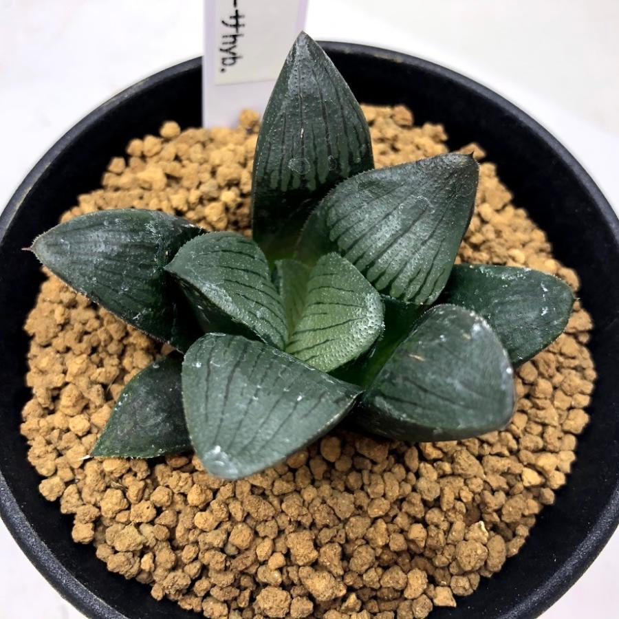多肉植物 ハオルチア レツーサhyb 幅6ｃｍ Sv 遊恵盆栽 Yahoo 店 通販 Yahoo ショッピング