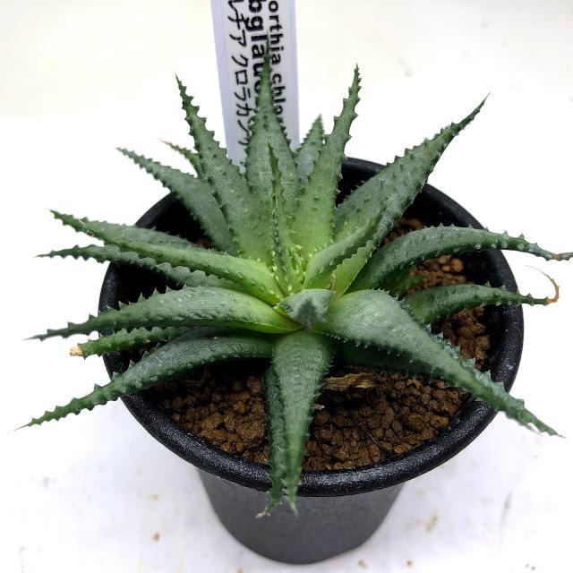 多肉植物：ハオルチア クロラカンサ サブグラウカ*M 幅10cm : 遊恵