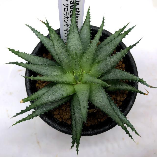 多肉植物：ハオルチア クロラカンサ サブグラウカ*M 幅10cm : 遊恵