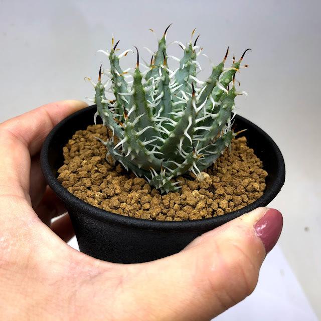 多肉植物：アロエ エリナケア*L 幅5.5cm : 遊恵盆栽 Yahoo!店