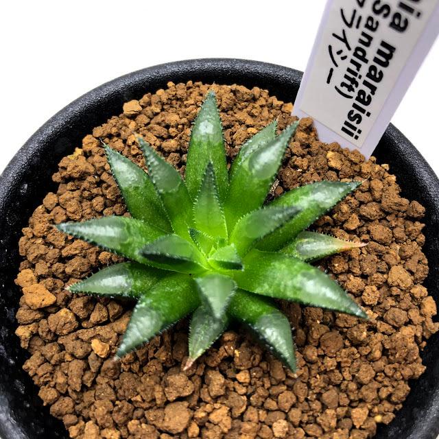 多肉植物 ハオルチア マライシー 幅4ｃｍ Sv 遊恵盆栽 Yahoo 店 通販 Yahoo ショッピング