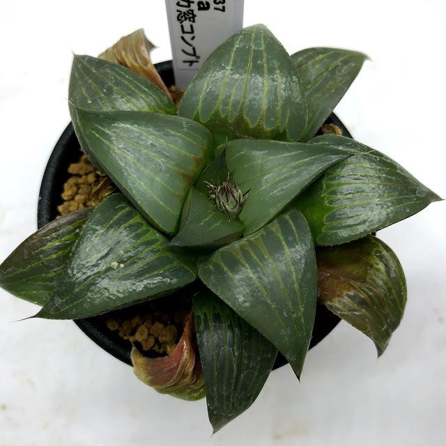 多肉植物：ハオルチア ピカピカ窓コンプト*幅8cm : 遊恵盆栽 Yahoo