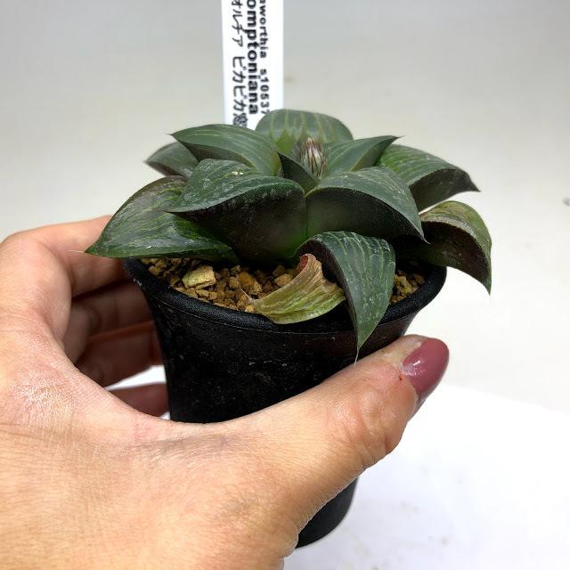 多肉植物：ハオルチア ピカピカ窓コンプト*幅8cm : 遊恵盆栽 Yahoo