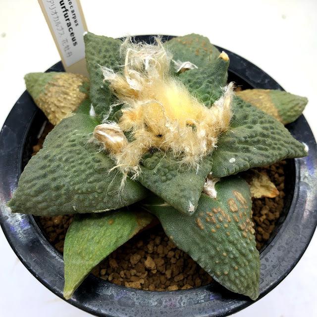 サボテン アリオカルプス 花牡丹 幅12ｃｍ 現品 一品限り 下葉に傷あり Sv 遊恵盆栽 Yahoo 店 通販 Yahoo ショッピング