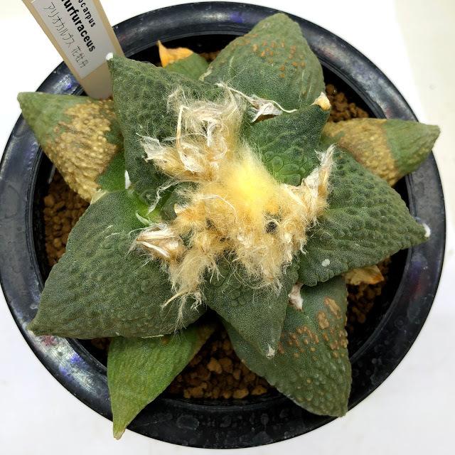 サボテン：アリオカルプス 花牡丹*幅12cm 現品！一品限り ※下葉に傷