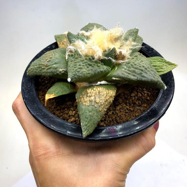 サボテン：アリオカルプス 花牡丹*幅12cm 現品！一品限り ※下葉に傷