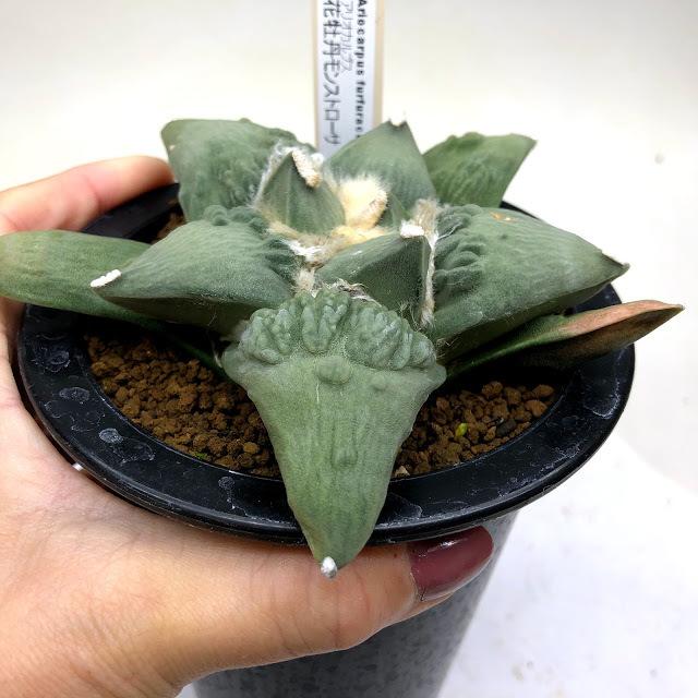 サボテン：アリオカルプス 花牡丹 モンスト*幅12cm 現品！一品限り