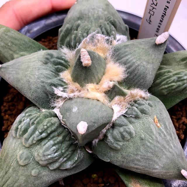 サボテン:アリオカルプス 花牡丹 モンスト*幅12cm 現品!一品 サボテン:アリオカルプス 花牡丹 モンスト*幅12cm 現品!一品