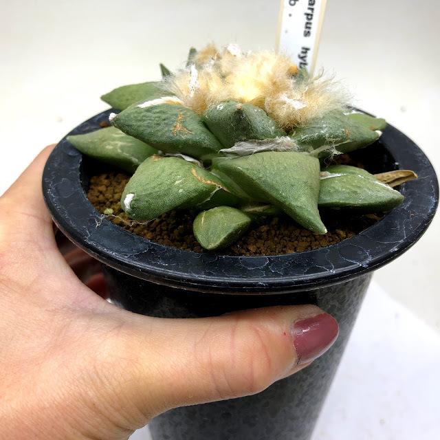 枚数限定 サボテン アリオカルプス 牡丹hyb 幅10cｍ 現品 一品限り 21福袋 R4urealtygroup Com