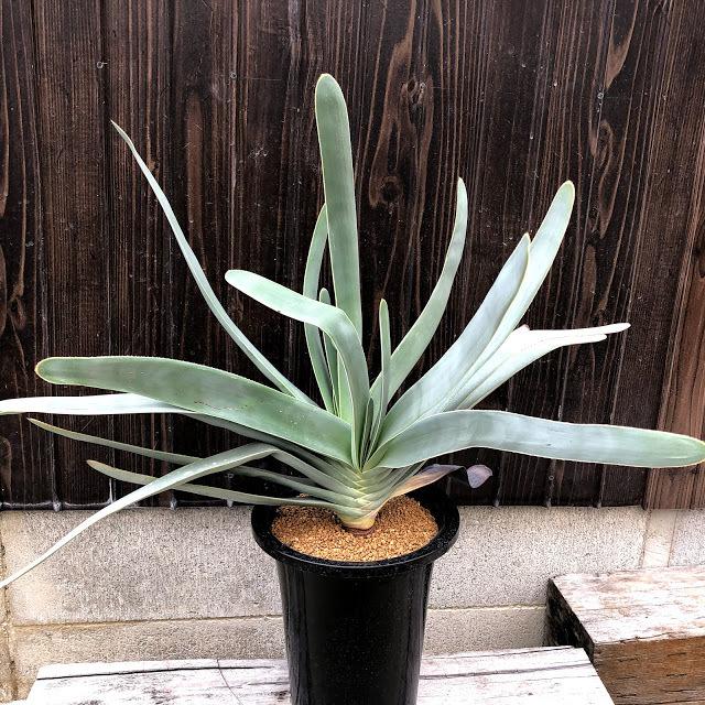 22新商品 現品 大株 ダブルヘッド アロエ プリカティリス ７号鉢 ｄ番 植物 観葉植物