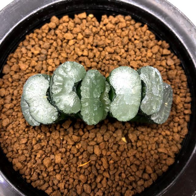 多肉植物：ハオルチア ツルピカ肉厚玉扇*幅6cm 現品！一品限り