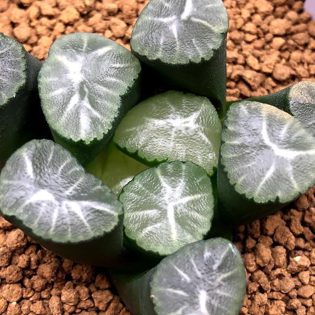 全品送料無料 多肉植物 ハオルチア 万象 トリコロール ｍｆ 13 幅6ｃｍ 現品 一品限り 独創的 Zoetalentsolutions Com