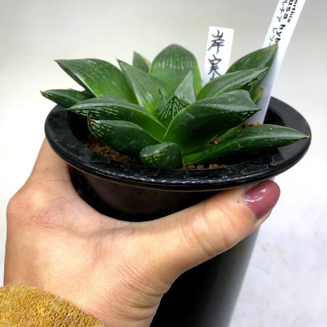 多肉植物：ハオルチア レツーサhyb. 岸氏実生*幅11cm 現品