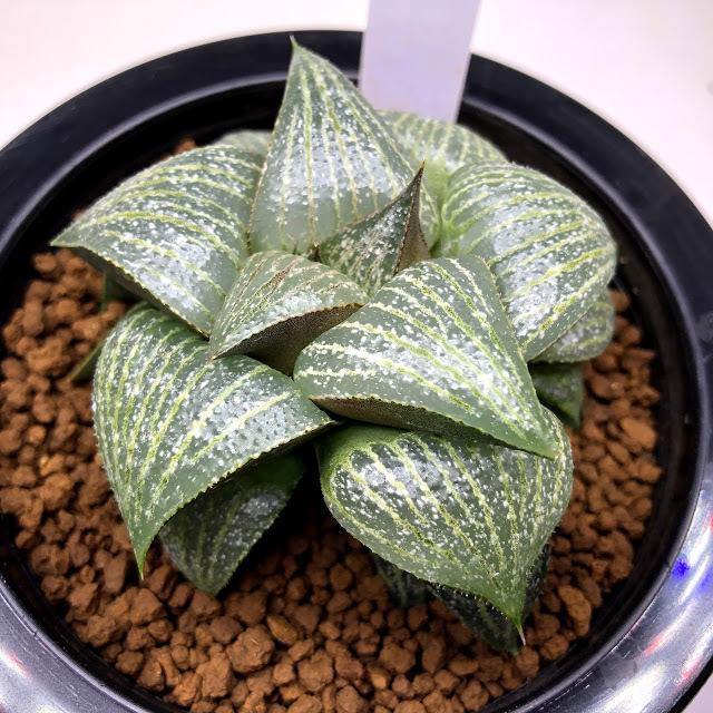 多肉植物：ハオルチア エスタホイゼニー*幅7cm 現品！一品限り
