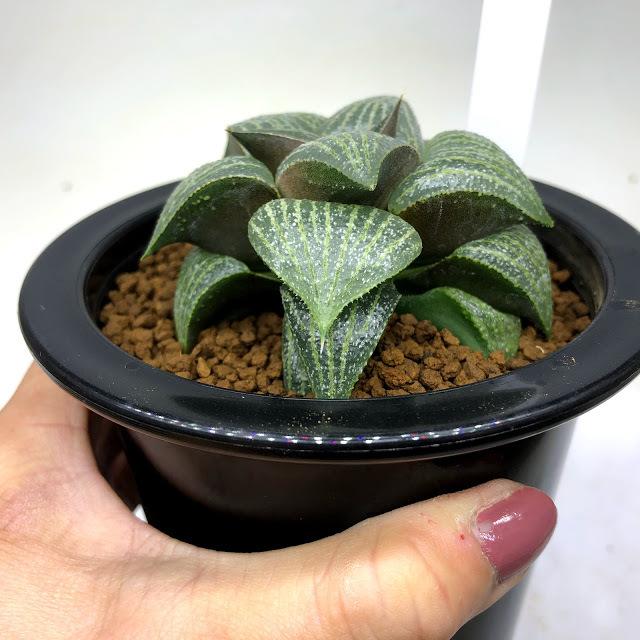 多肉植物：ハオルチア エスタホイゼニー*幅7cm 現品！一品限り