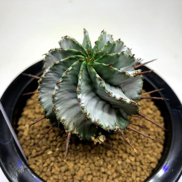 ユーフォルビア ホリダ　多肉植物 ユーフォルビア・ホリダの基本情報・育て方｜多肉植物・サボテン図鑑