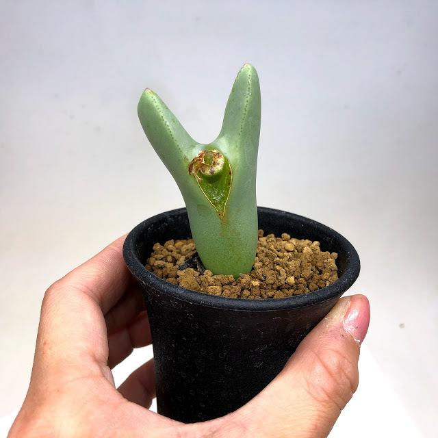 多肉植物：コノフィツム 大槍*幅4cm : 遊恵盆栽 Yahoo!店 - 通販