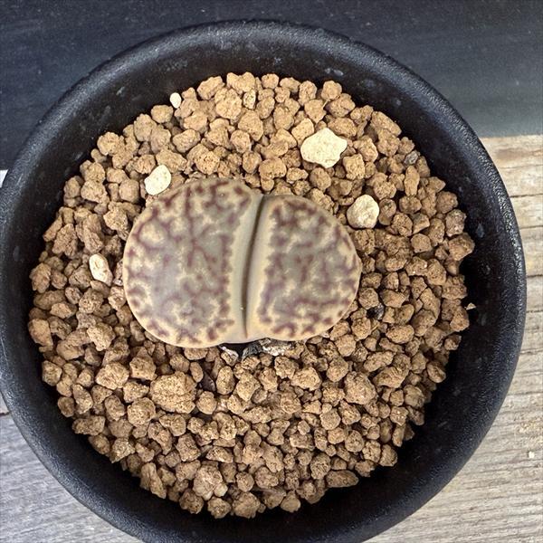 リトープス 多肉植物：リトープス 柘榴玉*幅2.5cm : 遊恵盆栽 Yahoo!店 - 通販