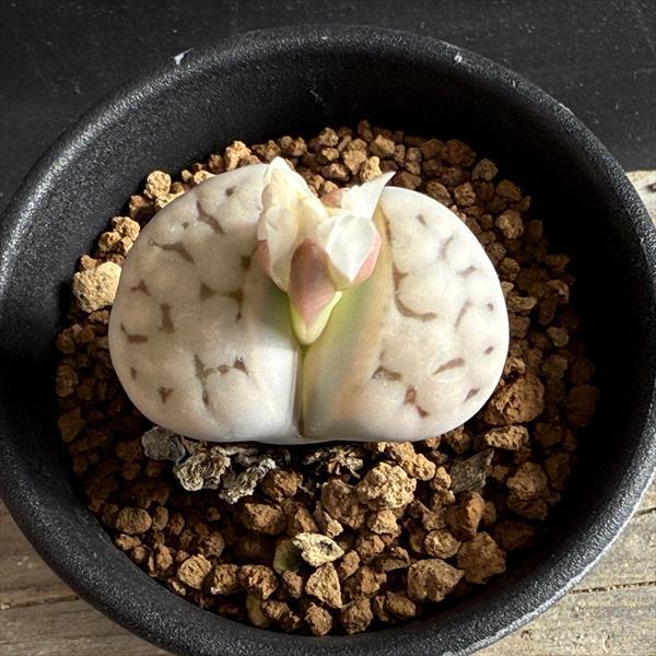 多肉植物：リトープス 網目寿麗玉*幅3cm : 遊恵盆栽 Yahoo!店 - 通販