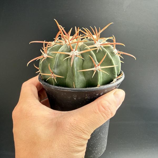 サボテン：ホマロケファラ 綾波*M 幅9cm : 遊恵盆栽 Yahoo!店 - 通販