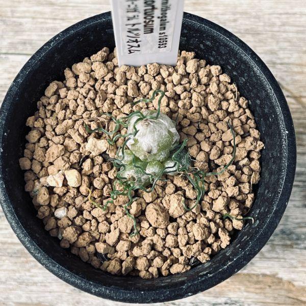 球根植物：オーニソガルム トルツオスム*葉幅3cm : 遊恵盆栽