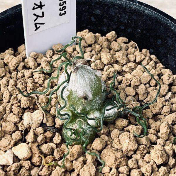 【9月中旬〜発送】オーニソガラム・トルツオスム 大玉球根2球 9月中旬〜発送】オーニソガラム・トルツオスム 大玉球根2球