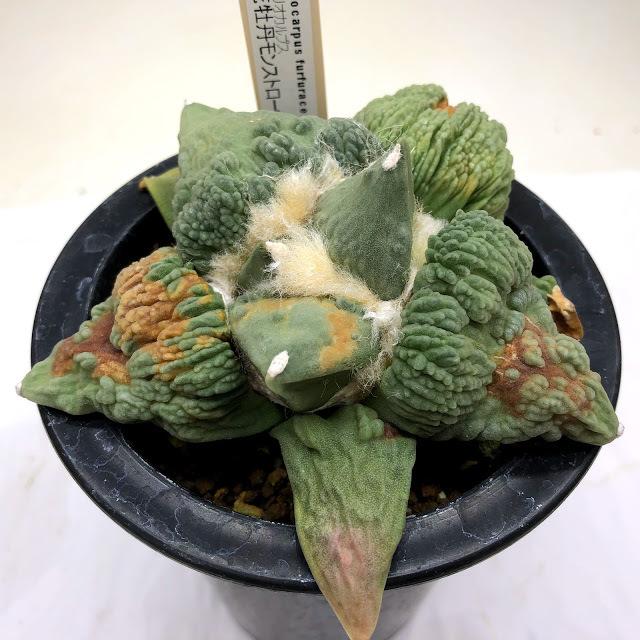 サボテン:アリオカルプス 花牡丹 モンスト*幅11cm 現品!一品 サボテン:アリオカルプス 花牡丹 モンスト*幅11cm 現品!一品