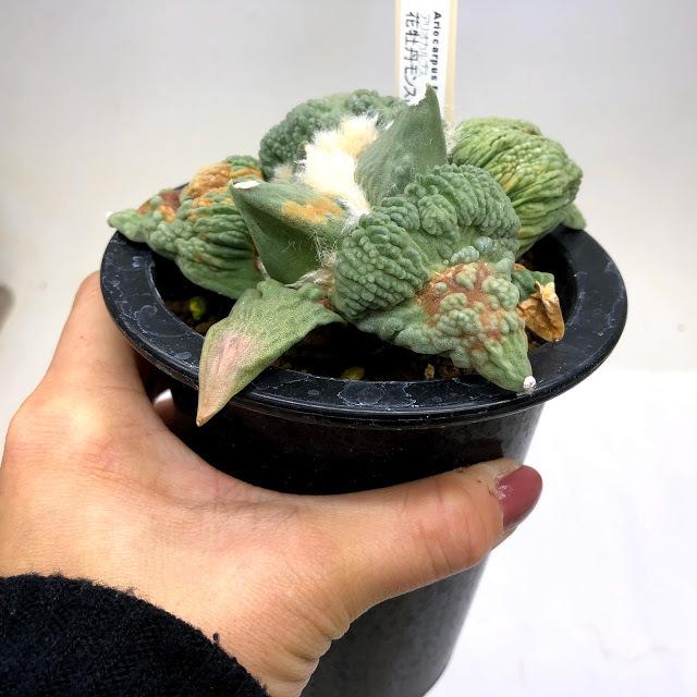 サボテン:アリオカルプス 花牡丹 モンスト*幅11cm 現品!一品 サボテン:アリオカルプス 花牡丹 モンスト*幅11cm 現品!一品