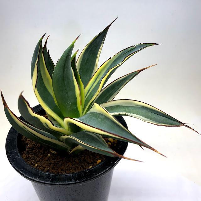 多肉植物：アガベ サングロウ*幅15cm 現品！一品限り : 遊恵盆栽