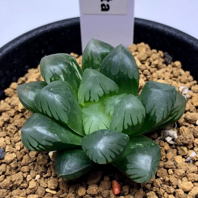 青緑色の多肉植物*2 1699065376999_587134_photo.jpg