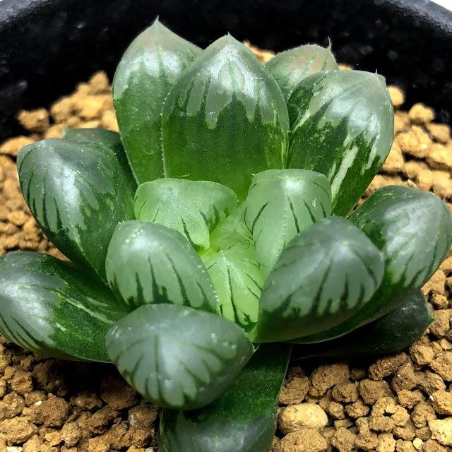 4c ハオルチア　多肉植物　湖水オブツーサ錦　自家繁殖 多肉植物：ハオルチア 濃緑肌オブツーサ錦*幅4cm 現品！一品