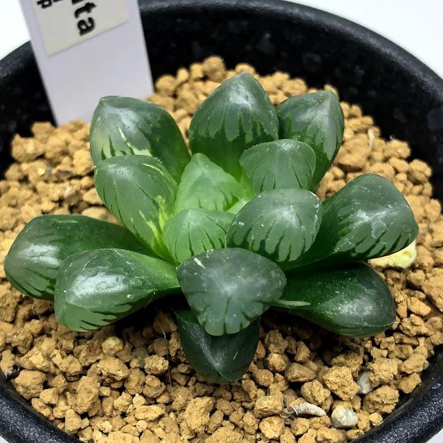 多肉植物:ハオルチア 濃緑肌オブツーサ錦*幅4cm 現品!一品 多肉植物:ハオルチア 濃緑肌オブツーサ錦*幅4cm 現品!一品