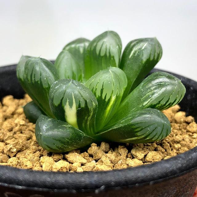 多肉植物:ハオルチア 濃緑肌オブツーサ錦*幅4cm 現品!一品 多肉植物:ハオルチア 濃緑肌オブツーサ錦*幅4cm 現品!一品