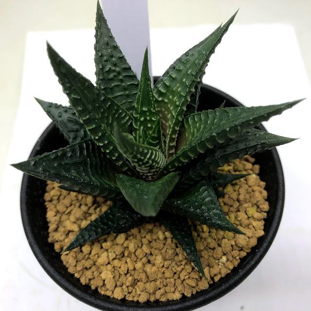 多肉植物：ハオルチア リミフォリア*幅8cm : 遊恵盆栽 Yahoo!店