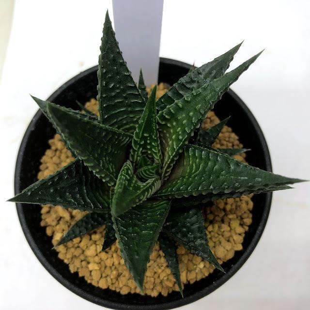 多肉植物：ハオルチア リミフォリア*幅8cm : 遊恵盆栽 Yahoo!店