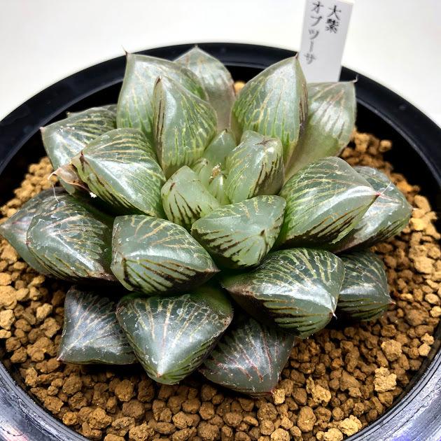 10725円 【SALE/66%OFF】 多肉植物:ハオルチア 大紫オブツーサ 幅9cm 現品 一品限り 10725円 【SALE/66%OFF】 多肉植物:ハオルチア 大紫オブツーサ 幅9cm 現品 一品限り