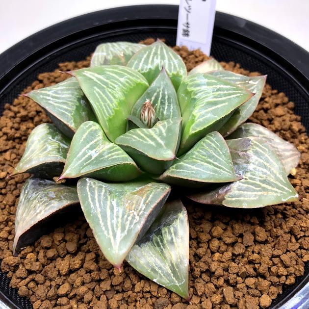 多肉植物 ハオルチア レツーサ ちょっとだけ斑入り 幅9ｃｍ 現品 一品限り Sv 遊恵盆栽 Yahoo 店 通販 Yahoo ショッピング