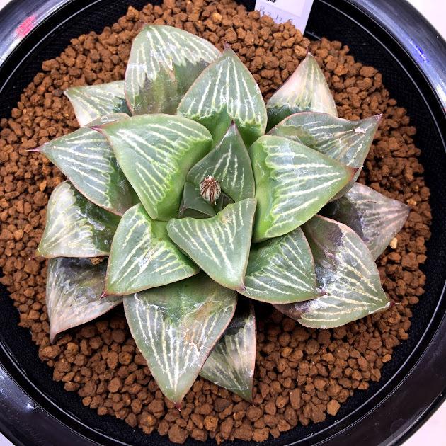 多肉植物：ハオルチア レツーサ ちょっとだけ斑入り*幅9cm 現品