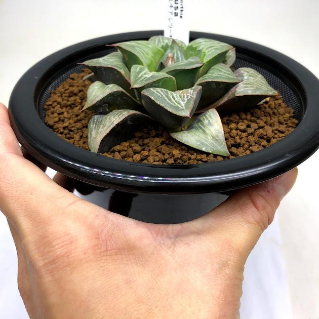 多肉植物：ハオルチア レツーサ ちょっとだけ斑入り*幅9cm 現品