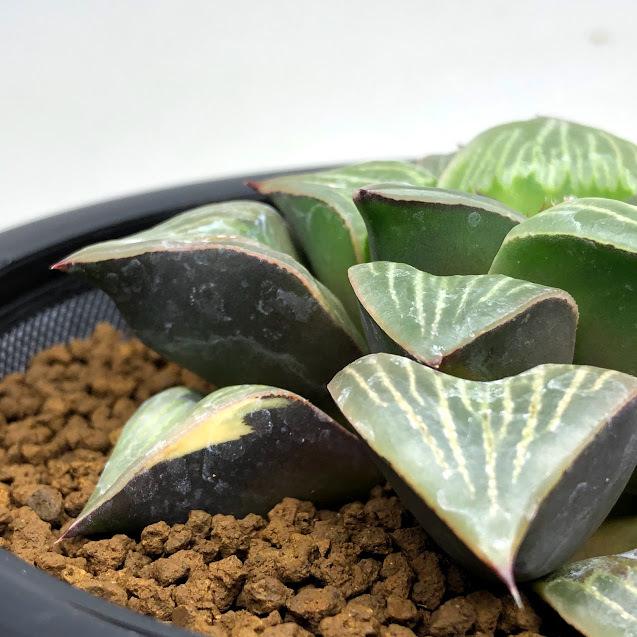 多肉植物：ハオルチア レツーサ ちょっとだけ斑入り*幅9cm 現品