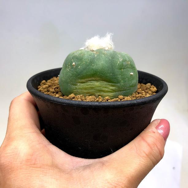 サボテン：ロフォフォラ ディフューサ 翠冠玉 富岡タイプ*幅5cm 現品
