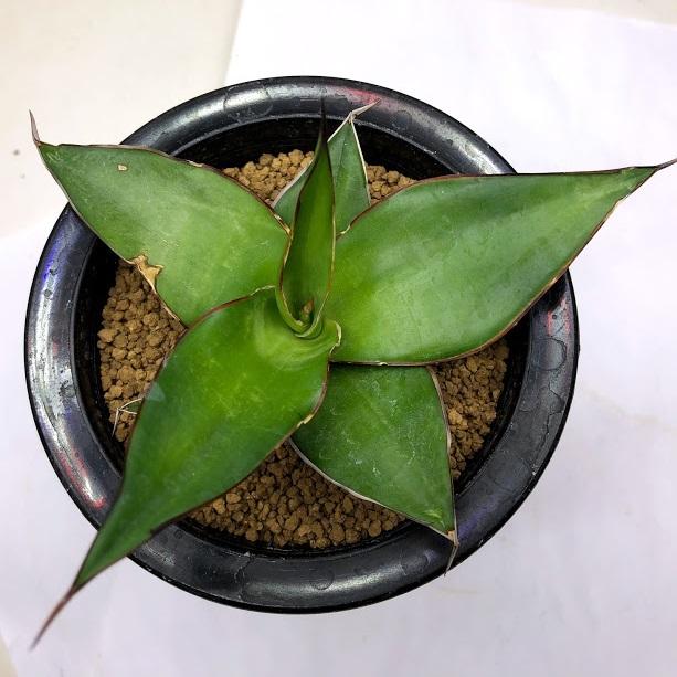 多肉植物：アガベ チャザロイ*幅12cm 現品！一品限り : 遊恵盆栽