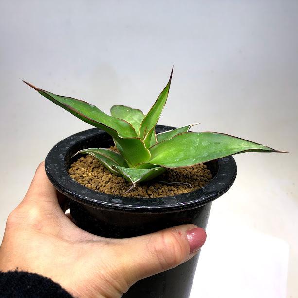 多肉植物：アガベ チャザロイ*幅12cm 現品！一品限り : 遊恵盆栽