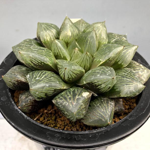 多肉植物：ハオルチア 大紫オブツーサ*幅11cm 現品！一品限り : 遊恵