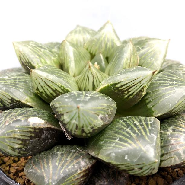 多肉植物：ハオルチア 大紫オブツーサ*幅11cm 現品！一品限り : 遊恵