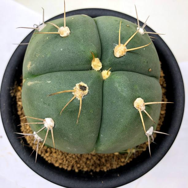 サボテン ギムノカリキウム ペンタカンサ 幅9 5cm 現品 一品限り 傷あり Sv 遊恵盆栽 Yahoo 店 通販 Yahoo ショッピング