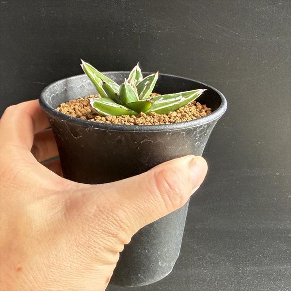 ☆特価☆多肉植物：アガベ 笹の雪*S 幅7cm : 遊恵盆栽 Yahoo!店